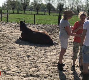 Systemisch werken met paarden